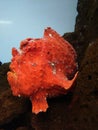 Commerson Frogfish