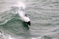 Commerson`s dolphin Royalty Free Stock Photo