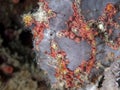 Commerson's frogfish