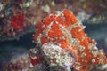 Commerson`s Frogfish on Coral Reef