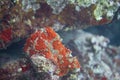 Commerson`s Frogfish on Coral Reef