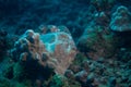 Commerson`s Frogfish