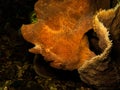 Commerson`s frogfish Antennarius commerson or the giant frogfish, at a reef in Puerto Galera, Philippines