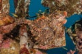 Commerson`s Frogfish in the Red Sea