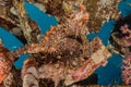 Commerson`s Frogfish in the Red Sea