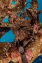 Commerson`s Frogfish in the Red Sea