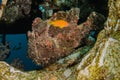 Commerson`s Frogfish in the Red Sea