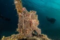 Commerson`s Frogfish in the Red Sea