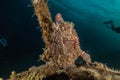 Commerson`s Frogfish in the Red Sea