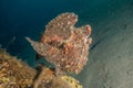 Commerson`s Frogfish in the Red Sea