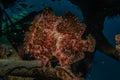 Commerson`s Frogfish in the Red Sea