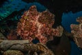 Commerson`s Frogfish in the Red Sea