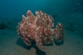 Commerson`s Frogfish in the Red Sea