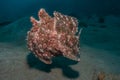 Commerson`s Frogfish in the Red Sea