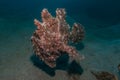 Commerson`s Frogfish in the Red Sea