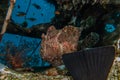 Commerson`s Frogfish in the Red Sea