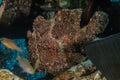 Commerson`s Frogfish in the Red Sea