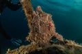 Commerson`s Frogfish in the Red Sea