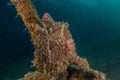 Commerson`s Frogfish in the Red Sea