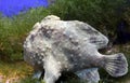 Commerson`s or Giant frogfish, Antennarius commersoni