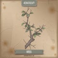 Commiphora myrrha aka common myrrh color sketch on vintage background.