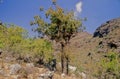 Commiphora myrrha