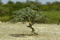 Commiphora myrrha tree Royalty Free Stock Photo