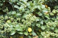 Commiphora wightii, with common names Indian bdellium-tree or Mukul myrrh tree