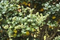 Commiphora wightii, with common names Indian bdellium-tree or Mukul myrrh tree Royalty Free Stock Photo