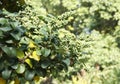 Commiphora wightii, with common names Indian bdellium-tree or Mukul myrrh tree