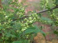 Commiphora wightii plant.