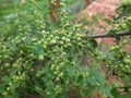 Commiphora wightii plant.