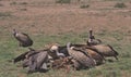 committee of vultures gathered around and feeding on a carcass on the ground in the wild buffalo springs national reserve, kenya Royalty Free Stock Photo