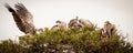 A committee of vultures in a lone acacia tree Royalty Free Stock Photo