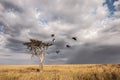 A committee of vultures in a lone acacia tree Royalty Free Stock Photo