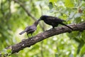 Common Grackle feeding the young fledgling on a tree branch Royalty Free Stock Photo