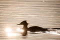 Commom merganser bird in lake, during sunset Royalty Free Stock Photo