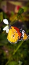 Commom monarch butterfly gloden color big butterfly sitting on the flower Royalty Free Stock Photo