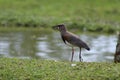 Southern Lapwing bird in the grass, State of Santa Catarina, South of Brazil, May 2022 Royalty Free Stock Photo