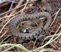 Common Adder