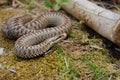 Common adder