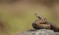 Common Adder Royalty Free Stock Photo
