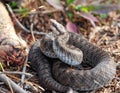 common adder, vipera berus Royalty Free Stock Photo