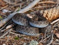 common adder, vipera berus Royalty Free Stock Photo