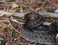 common adder, vipera berus Royalty Free Stock Photo