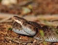 common adder, vipera berus Royalty Free Stock Photo
