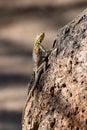 A common agama, female lizard Royalty Free Stock Photo