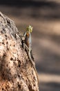A common agama, female lizard Royalty Free Stock Photo