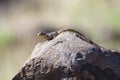 A common agama female lizard in Namibia. Royalty Free Stock Photo