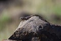 A common agama female lizard in Namibia. Royalty Free Stock Photo